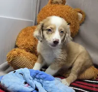 mistique, a female Miniature Australian Shepherd for sale in Donnellson, IA – 4 of 4