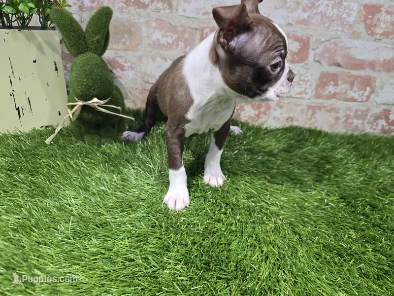 burt – Boston Terrier puppy for sale in Donnellson, IA
