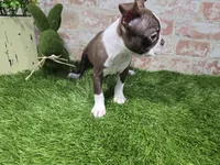 burt, a male Boston Terrier for sale in Donnellson, IA – 1 of 3