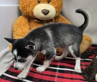 moss, a male Alaskan Klee Kai for sale in Donnellson, IA – 5 of 6