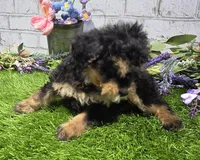 mary, a female Miniature Bernedoodle for sale in Donnellson, IA – 2 of 4