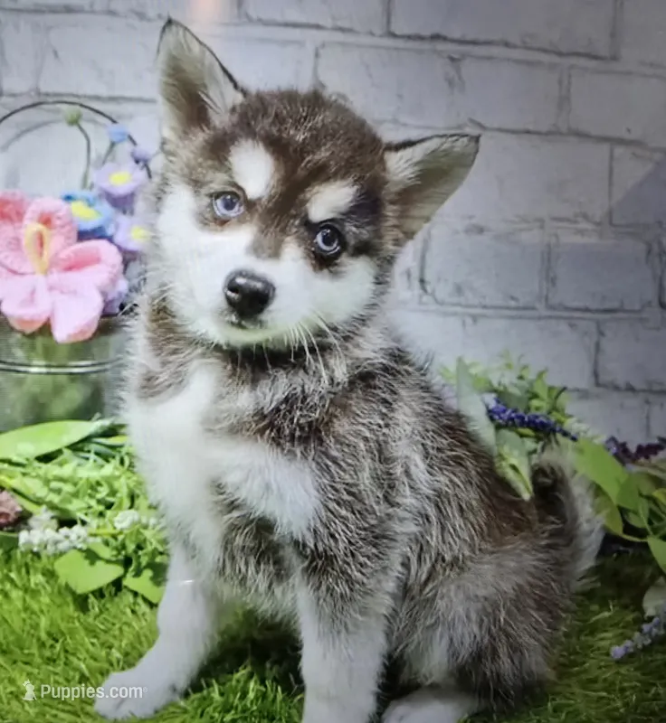 monty – Alaskan Klee Kai puppy for sale in Donnellson, IA