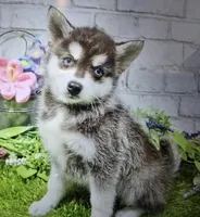 monty, a male Alaskan Klee Kai for sale in Donnellson, IA – 1 of 1