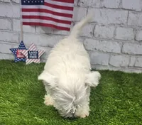josh, a male West Highland White Terrier for sale in Donnellson, IA – 5 of 6