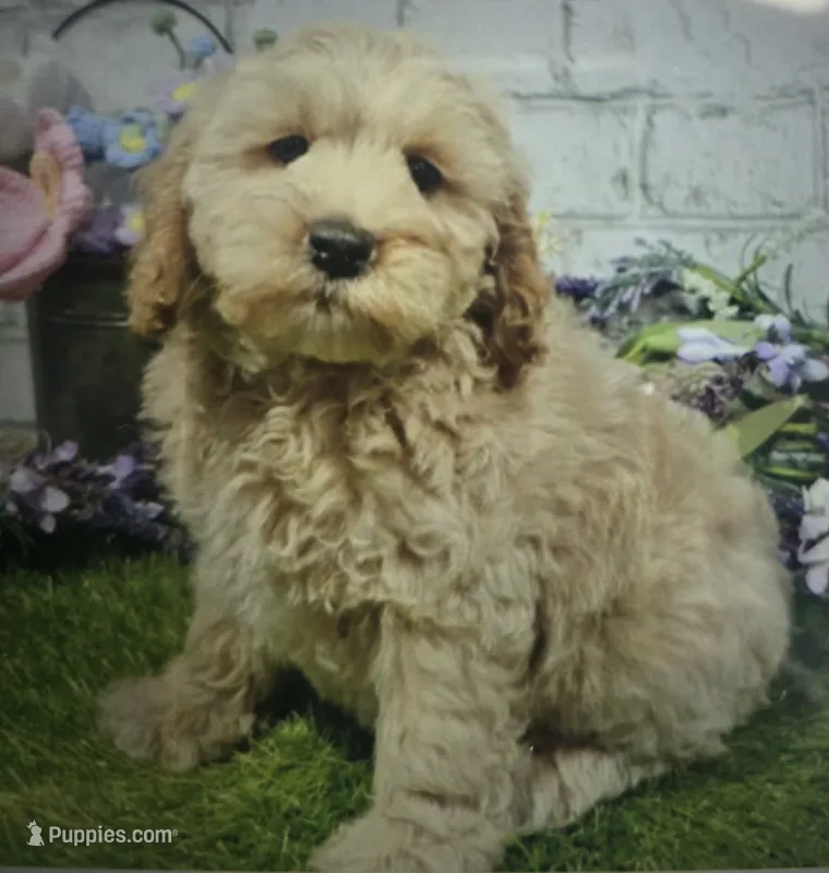 myron – Cockapoo puppy for sale in Donnellson, IA