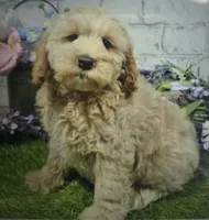 myron, a male Cockapoo for sale in Donnellson, IA – 1 of 1
