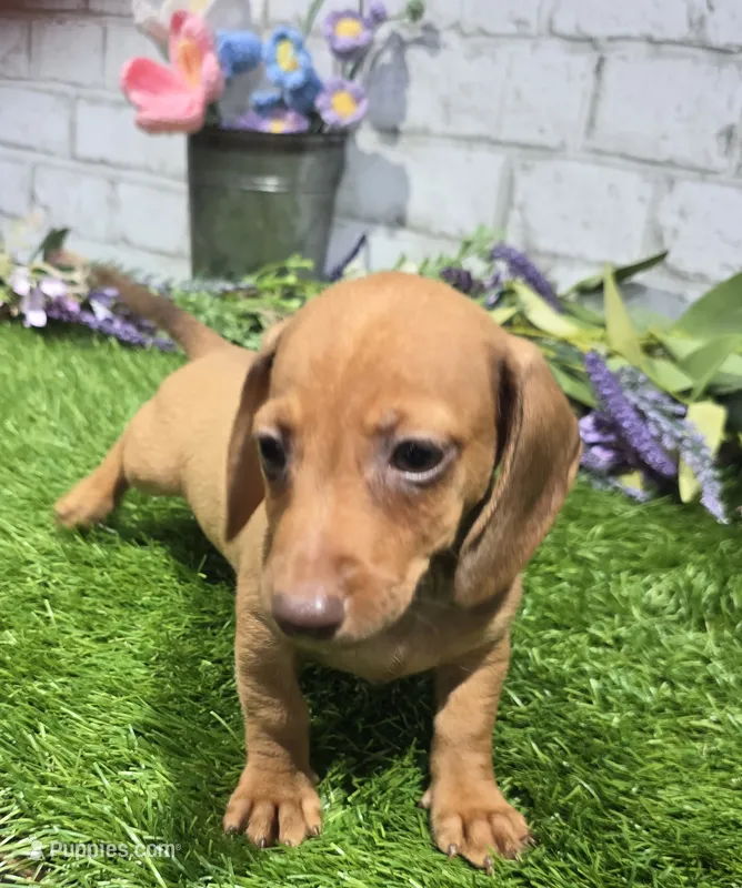 angel – Dachshund puppy for sale in Donnellson, IA
