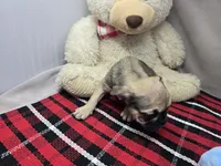 tracy, a female French Bulldog for sale in Donnellson, IA – 6 of 6