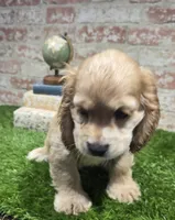 brock, a male Cockapoo for sale in Donnellson, IA – 3 of 5