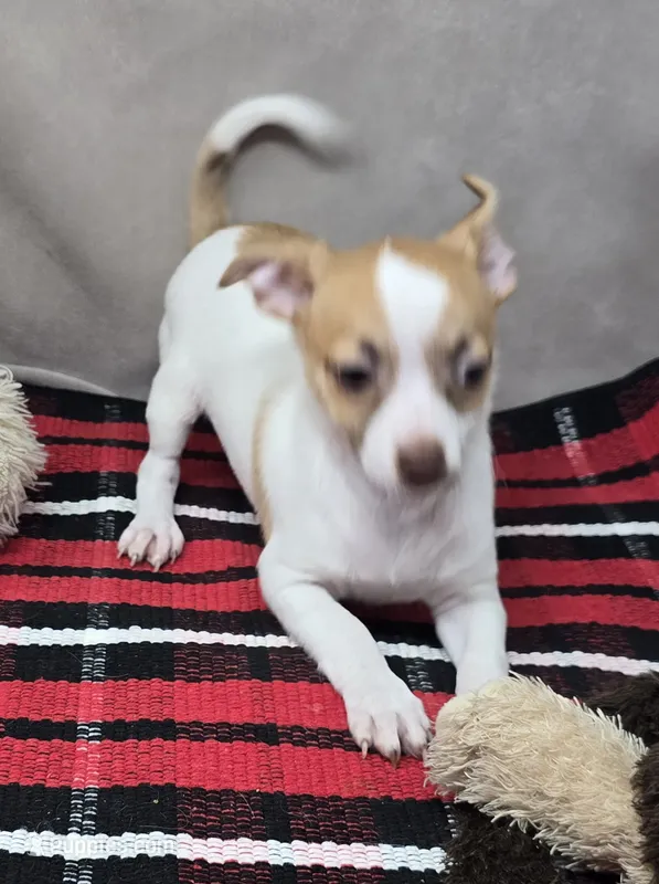morry – Chihuahua puppy for sale in Donnellson, IA