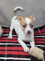 morry, a male Chihuahua for sale in Donnellson, IA – 1 of 8