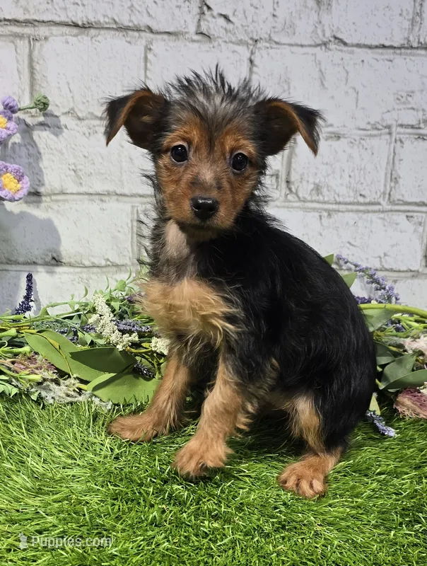 nadine – Yorkshire Terrier puppy for sale in Donnellson, IA
