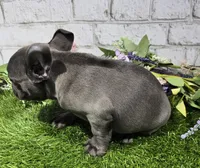 brassie, a female French Bulldog for sale in Donnellson, IA – 4 of 7