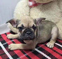 tracy, a female French Bulldog for sale in Donnellson, IA – 5 of 6
