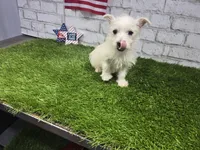 jerry, a male West Highland White Terrier for sale in Donnellson, IA – 8 of 8