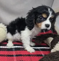 maddox, a male Cavalier King Charles Spaniel for sale in Donnellson, IA – 3 of 3
