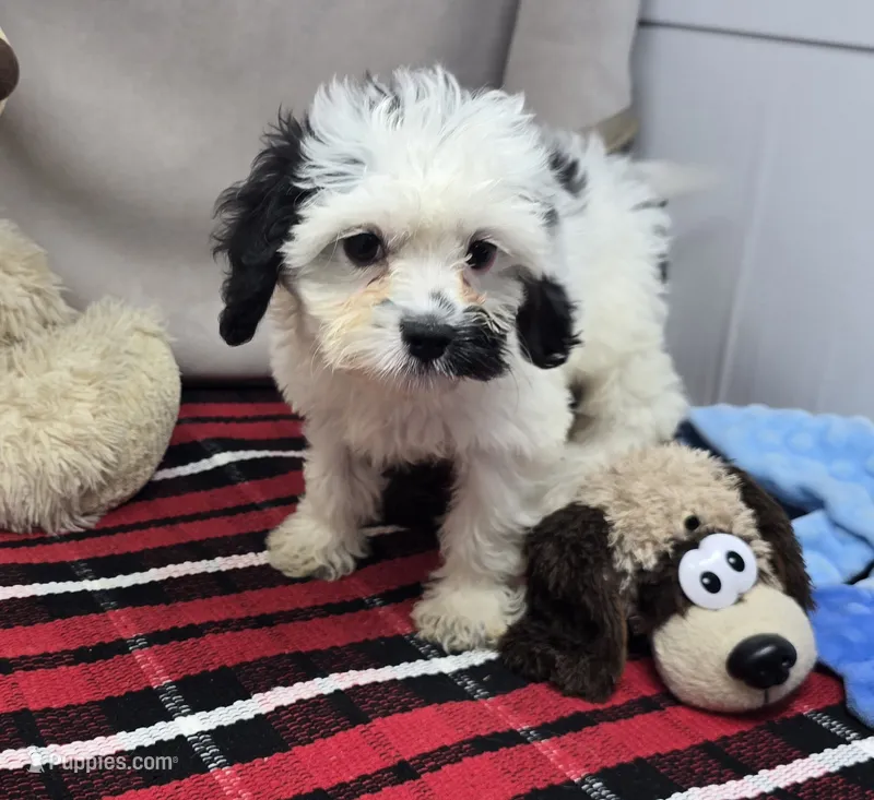 mika – Cavapoo puppy for sale in Donnellson, IA