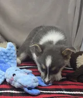 bryan, a male Pembroke Welsh Corgi for sale in Donnellson, IA – 3 of 5