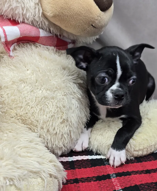 macie – Boston Terrier puppy for sale in Donnellson, IA