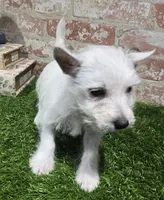 britney, a female West Highland White Terrier for sale in Donnellson, IA – 5 of 5