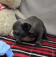 Adelaide , a female French Bulldog for sale in Donnellson, IA – 2 of 3
