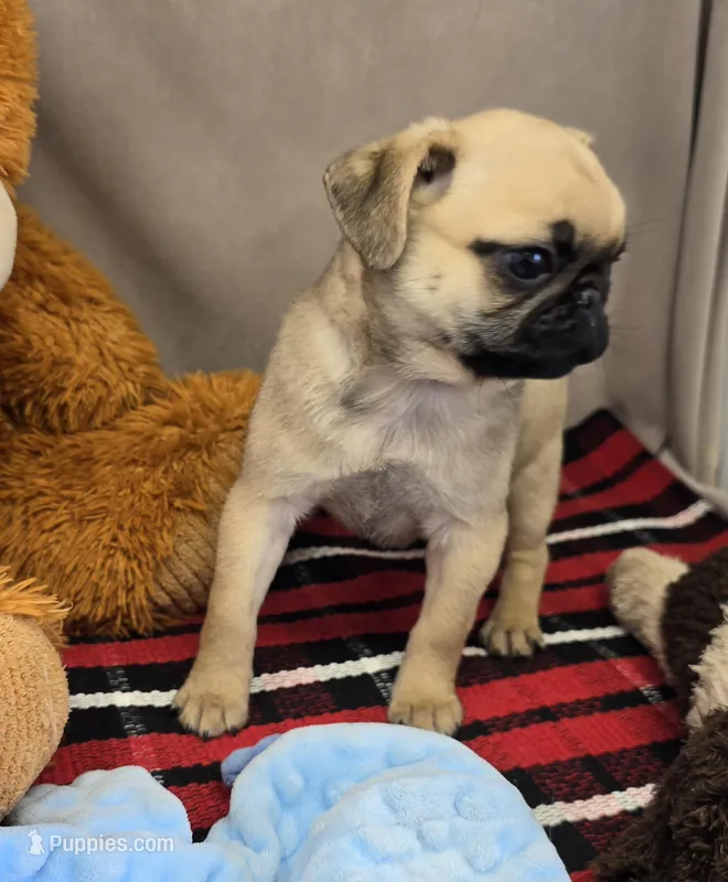 MaryAnn – Pug puppy for sale in Donnellson, IA