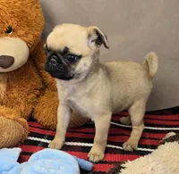 MaryAnn, a female Pug for sale in Donnellson, IA – Photo 3 of 5