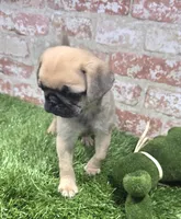 MaryAnn, a female Pug for sale in Donnellson, IA – Photo 4 of 5