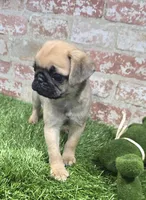 MaryAnn, a female Pug for sale in Donnellson, IA – Photo 2 of 5