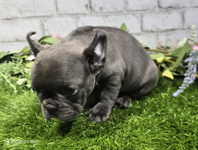 brassie – French Bulldog puppy for sale in Donnellson, IA