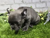 brassie, a female French Bulldog for sale in Donnellson, IA – 5 of 7