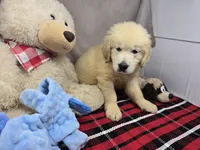 gander, a male Golden Retriever for sale in Donnellson, IA – 3 of 5