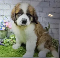 marshal, a male Saint Bernard for sale in Donnellson, IA – 2 of 6