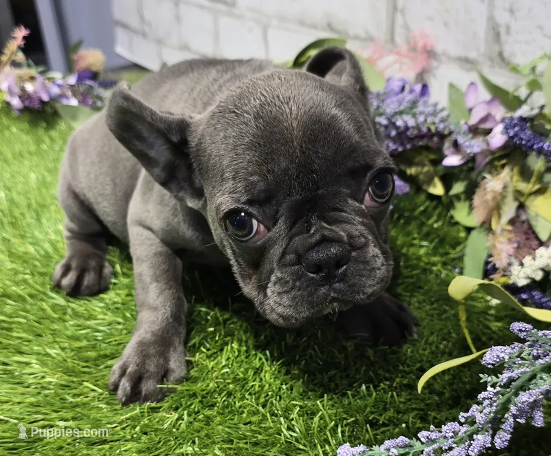 brassie – French Bulldog puppy for sale in Donnellson, IA