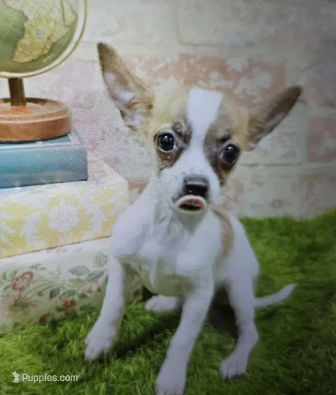 betsy – Chihuahua puppy for sale in Donnellson, IA
