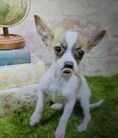 betsy, a female Chihuahua for sale in Donnellson, IA – 1 of 7