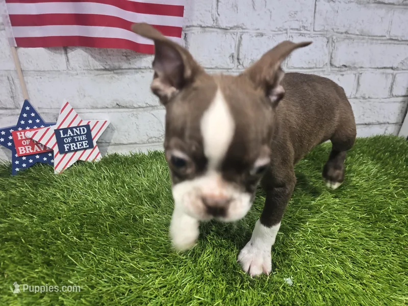mike – Boston Terrier puppy for sale in Donnellson, IA