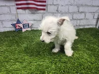 jerry, a male West Highland White Terrier for sale in Donnellson, IA – 7 of 8