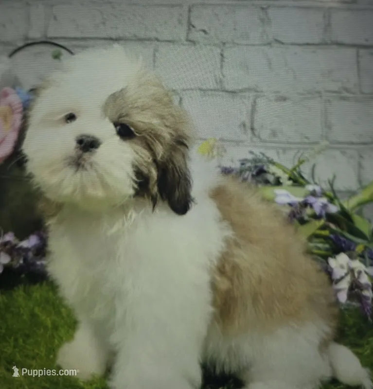 mike – Lhasa Apso puppy for sale in Donnellson, IA