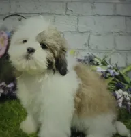mike, a male Lhasa Apso for sale in Donnellson, IA – 1 of 1