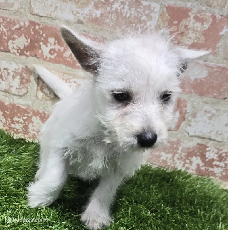 britney – West Highland White Terrier puppy for sale in Donnellson, IA