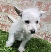 britney, a female West Highland White Terrier for sale in Donnellson, IA – 1 of 5