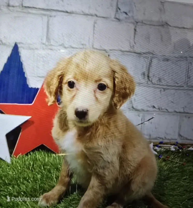 sweet pea – Miniature Goldendoodle puppy for sale in Donnellson, IA