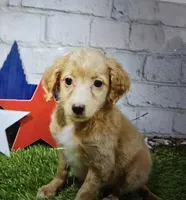 sweet pea, a female Miniature Goldendoodle for sale in Donnellson, IA – 1 of 1