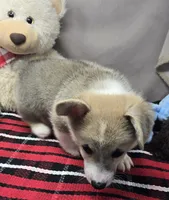 marty, a male Pembroke Welsh Corgi for sale in Donnellson, IA – 4 of 4