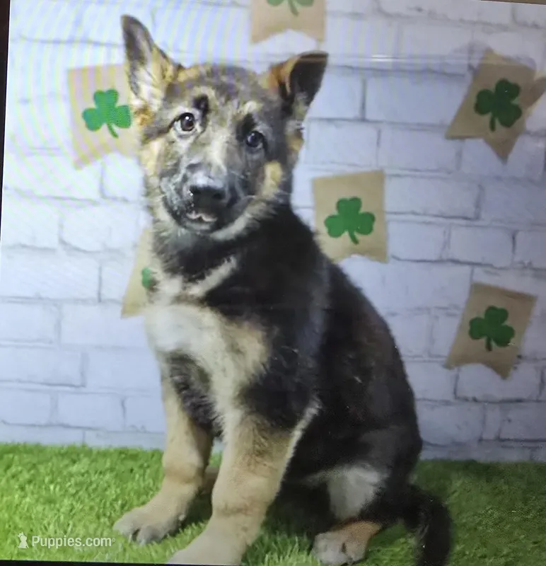maggie – German Shepherd Dog puppy for sale in Donnellson, IA