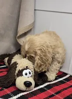 clayboy, a male Cocker Spaniel for sale in Donnellson, IA – 3 of 4