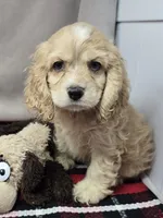 clayboy, a male Cocker Spaniel for sale in Donnellson, IA – 2 of 4