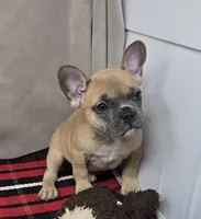 bella, a female French Bulldog for sale in Donnellson, IA – 4 of 5