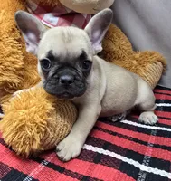 bryan, a male French Bulldog for sale in Donnellson, IA – Photo 2 of 3